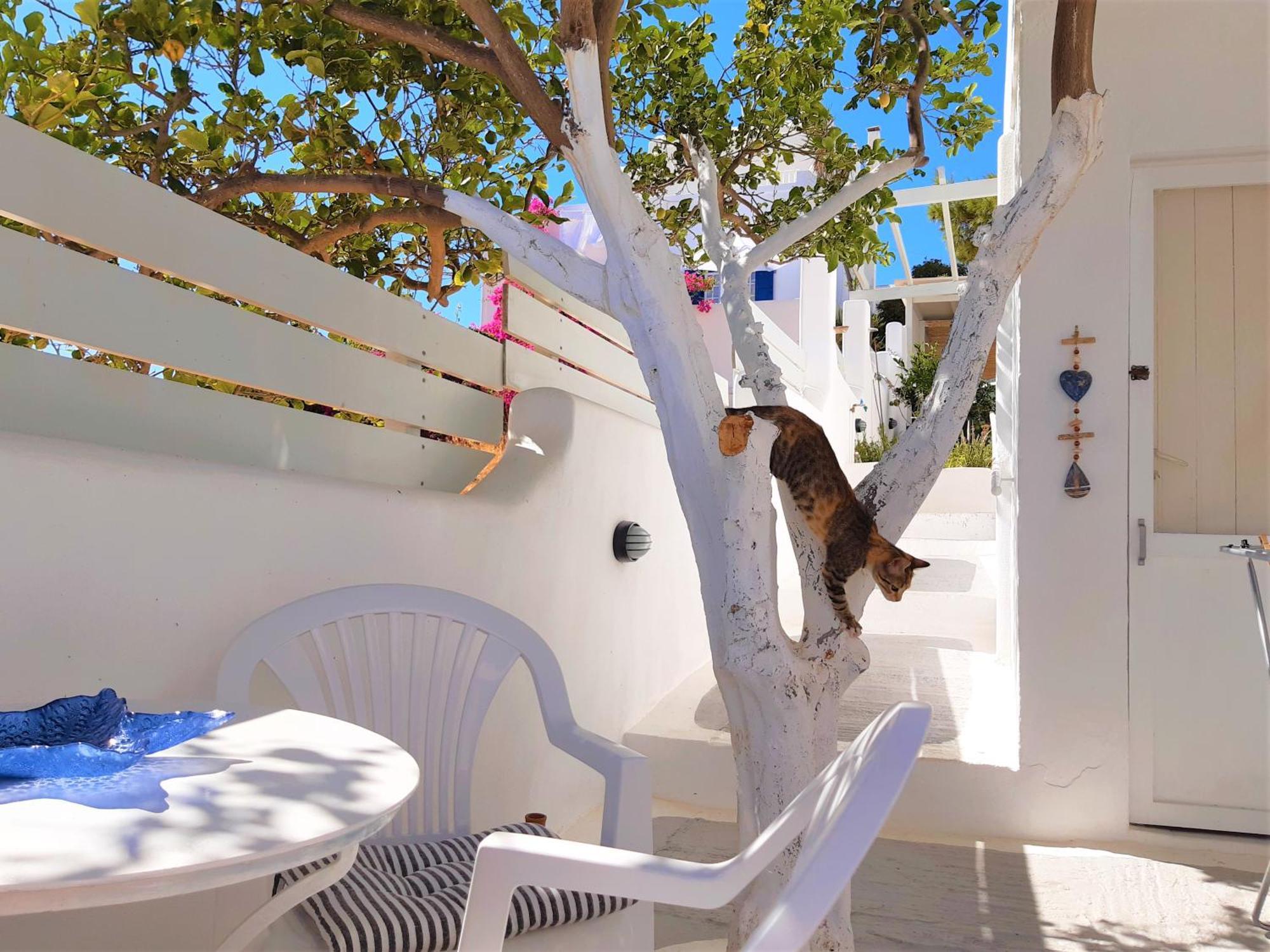 Lemon Tree Maisonette - Naoussa Paros Exterior foto