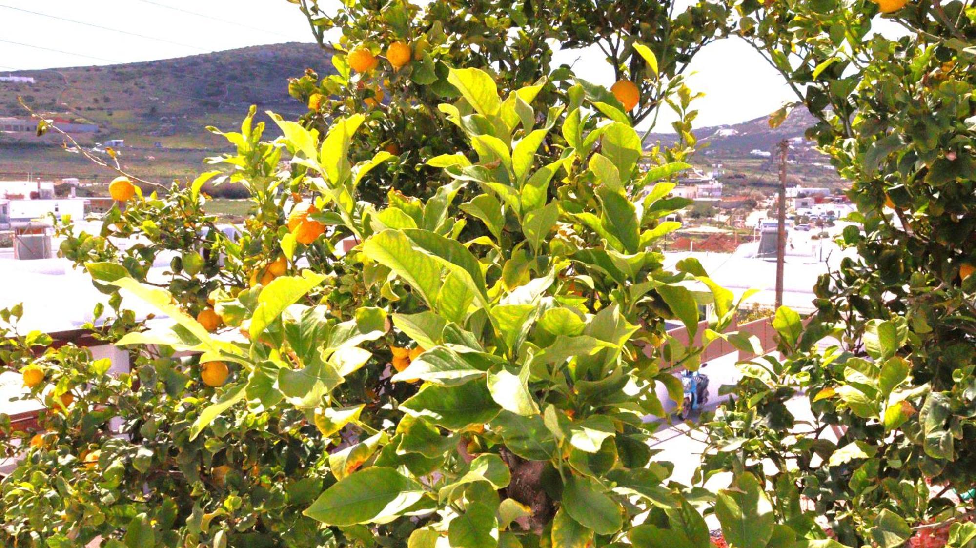 Lemon Tree Maisonette - Naoussa Paros Exterior foto